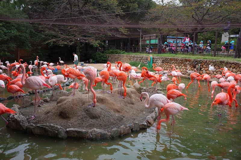 神戸王子動物園フラミンゴ
