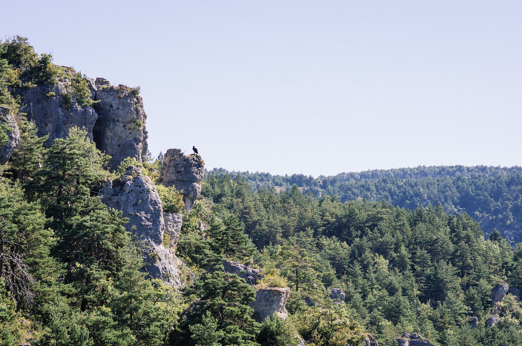En Lozère, randonnée sous le signe des vautours - Carnet de voyage France