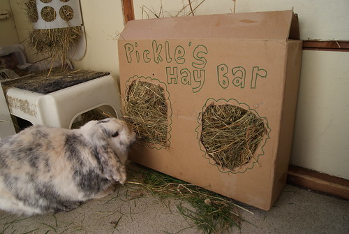 Pickle & his 'hay bar'! 14027605887_4e54c69356