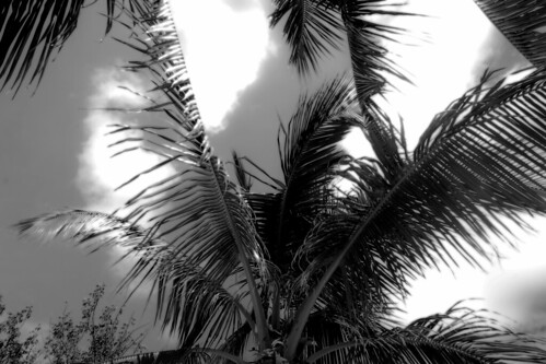 deerrun bedandbreakfast bigpinekey florida fl floridakeys caribbean gulfofmexico tropics tropical beach ocean sea view vacation palmtree keys