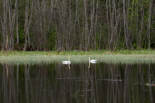 lake mirror swan sweden wilde zweden zwaan whooper cygnus säter dalarnaslän ljusterjån