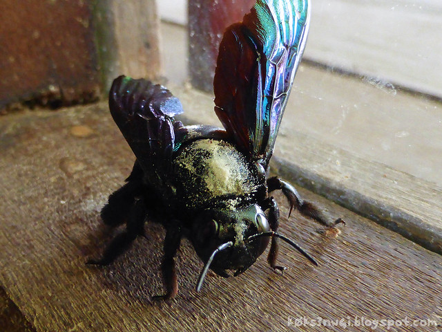 Luang Prabang Ock Pop Tock 04 Large Carpenter Bee (Xylocopa sp.)