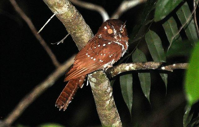 1_Starry-owlet-nightjar-on-a-branch.jpg