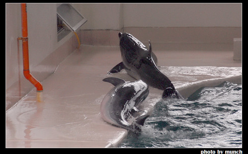 海豚是因為飢餓，不得不做出的制約表演。圖片來源：Munch