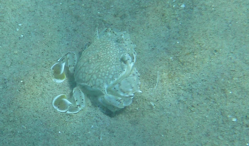 nature underwater wildlife redsea egypt crab southsinai nuweibaa