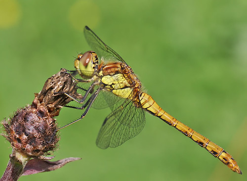 insect dragonfly common darter odonata