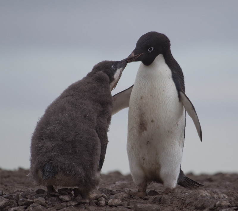 Adelie penguins, Antarctica. Getty Images.
