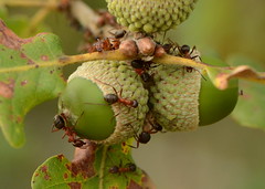 Saviez-vous que les fourmis étaient fans de glands ? :)