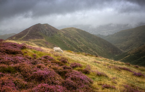 mist mountain animal clouds long shropshire sheep heather hill hills hdr mynd burway