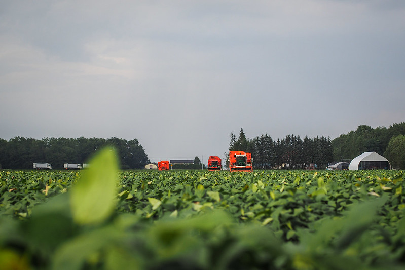 Edamame harvesters in the Tokachi region, Hokkaido, Japan