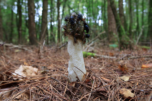 somerset fungi 25 fungus flies phallus stinkhorn impudicus cothelstonehill buncombewood