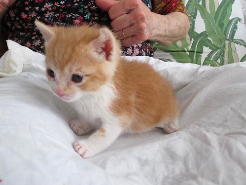 Rubi, gatito blanco y naranja buenísimo nacido en Marzo´14 busca hogar. Valencia. ADOPTADO. 14073518565_f09615818b