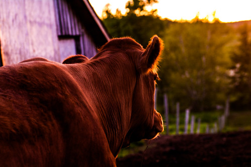 light sunset brown cow pentax farm tamron 90mm falmouth livestock k7