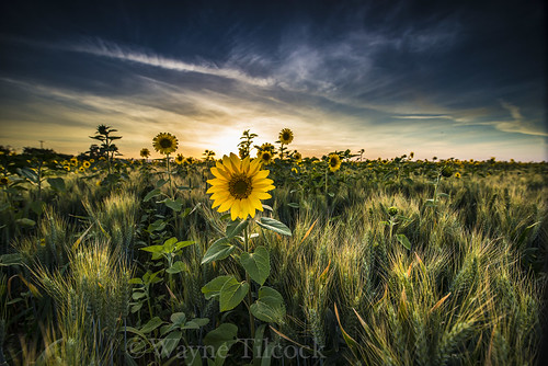 california blue sunset sky green yellow clouds nikon wheat ag sunflower agriculture davis yolo