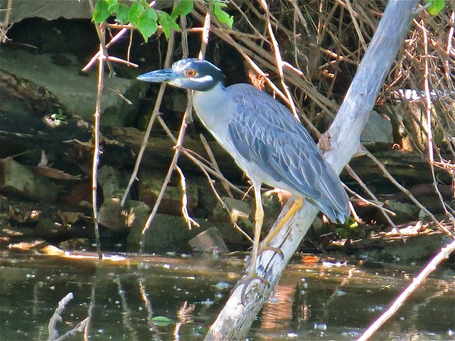 Yellow-crowned Night-heron at Kaufman Lake in Champaign, IL 08