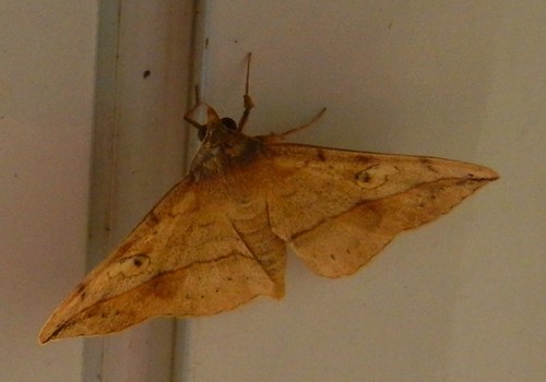 irrorata noctuidaephilippineslepidoptera taxonomy:binomial=anticarsia