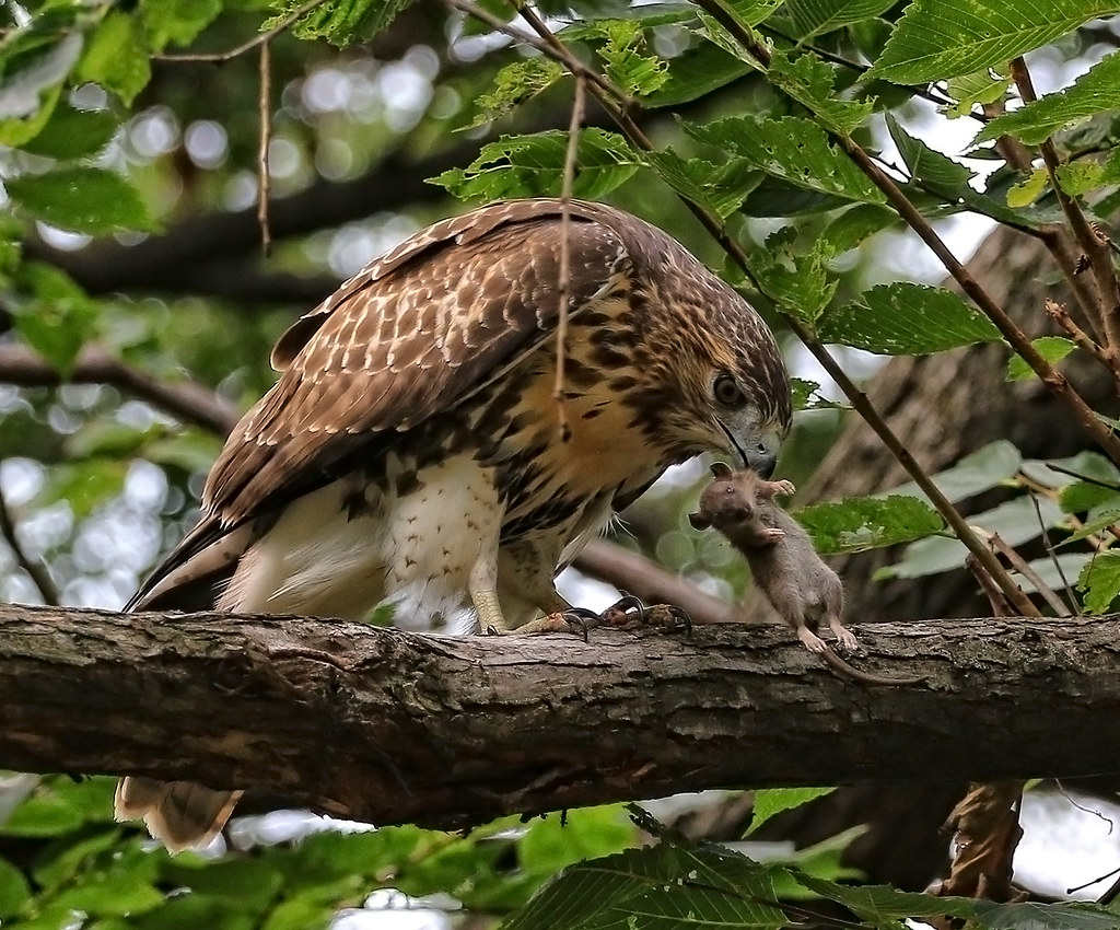 Juvenile red tail with mouse