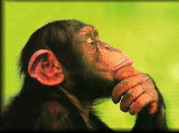 Pondering Monkey