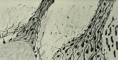 Image from page 943 of "Journal - American Medical Association" (1883)