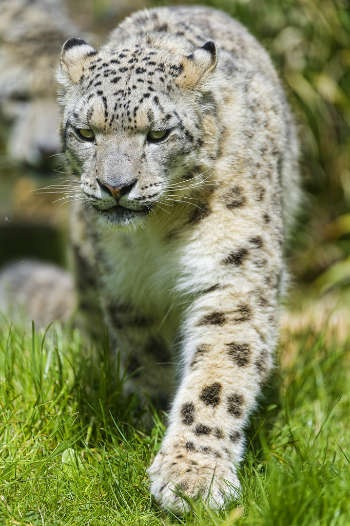 Walking female snow leopard
