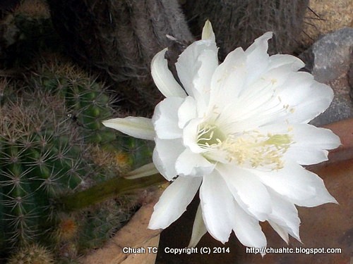 White Cactus Flower - Side view