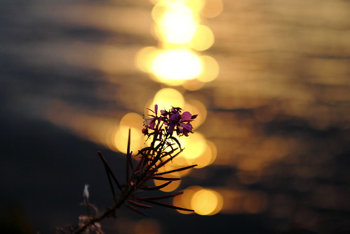 sunset sunlight flower water bokeh blomma vatten solnedgång solljus