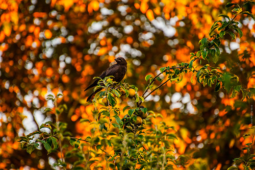autumn tree fall apple feeding orchard crow peck dammit