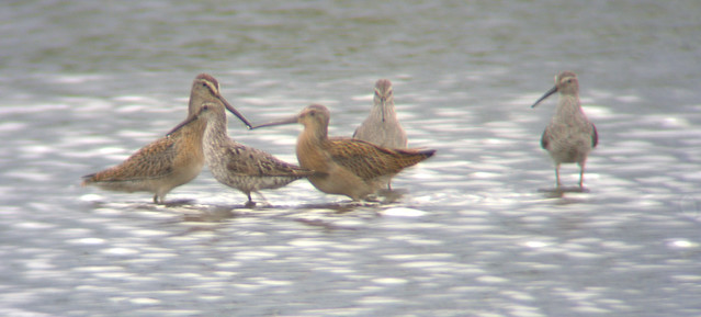 Short-billed Dowitchers and Stilt Sandpipers
