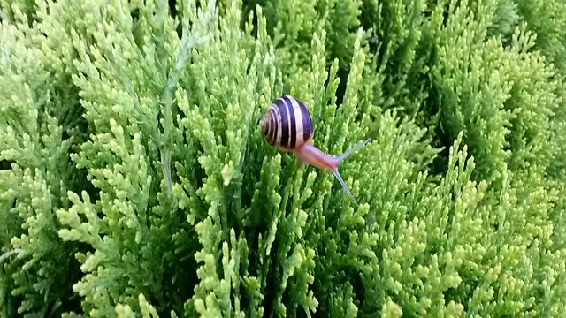 Our snails are such great climbers