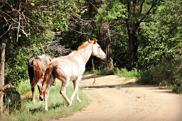 Horses at Taos Pueblo