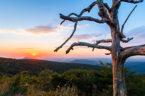 calm peaceful nature dawn bark magical background trees national tree scenic sky view usa landscape serene big nationalpark mountains dead appalachian sun shenandoah colorful serenity solitude travel forest virginia branches old park drive skyline wilderness sunrise rileyville unitedstates us