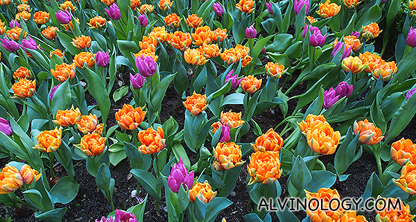 Purple and orange tulips 