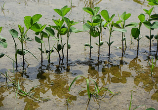 Picture of soybean plants in a flooded field 