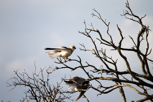 Black-shouldered Kite (Elanus axillaris)