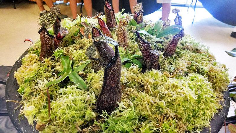 Nepenthes hamata at the 2014 BACPS Show and Sale.`
