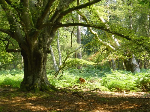 trees summer england forest woodland oak hampshire bracken newforest beech silverbirch newforestnationalpark markashwood worldtrekker