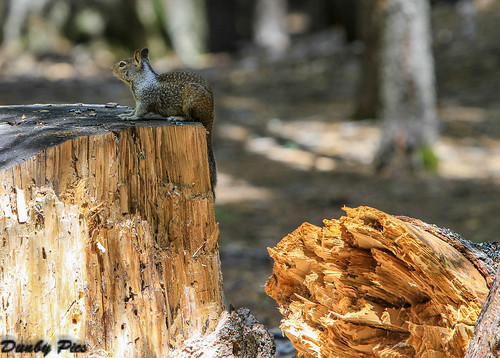 california forest squirrel ground eldorado national unionvalleyreservoir crystalbasin sunsetpeninsula