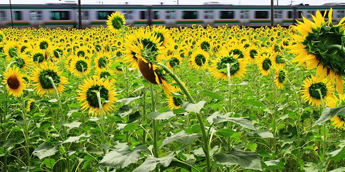 plant flower train midsummer 21 sunflower 向日葵 ひまわり ef1735mmf28lusm 21aspectratio eos7d canoneos7d 野木町