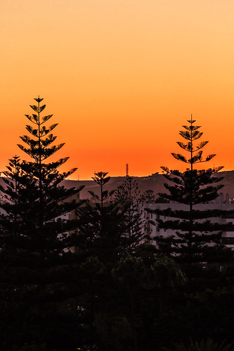 trees sunset del canon sonnenuntergang playa l gran ingles bäume 70200 baum ef f4 canaria spanien eos60d