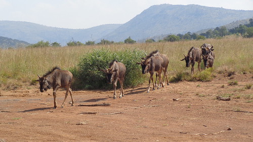 africa south southafrica pilanesbergnationalpark pilanesberg national park naturalworld nature nationalparks natural wildlife wilderness animal animals wildebeest gnu