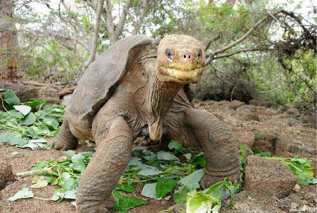 1_la-tortuga-pepe-el-misionero-simbolo-de-las-islas-galapagos.jpg