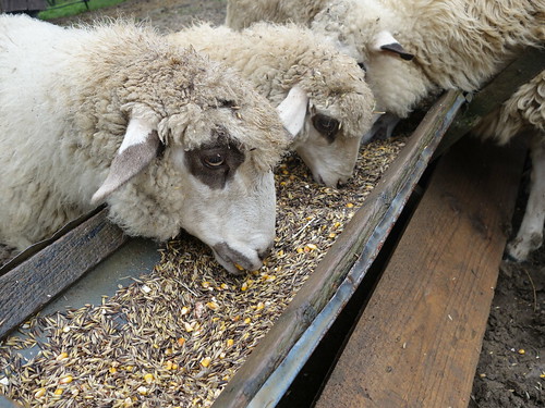 Les moutons de Maryla
