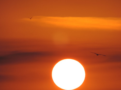 light sunset sky orange sun clouds tramonto nuvole seagull cielo sole luce gabbiano arancione rdpic nikonp520