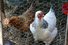 chickens 9406