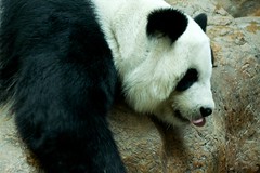 Panda Lin Hua at Chiang Mai Zoo, Thailand