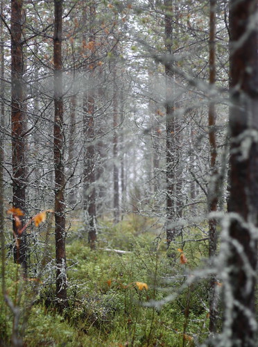 travel nature pine forest sweden sverige gogreen