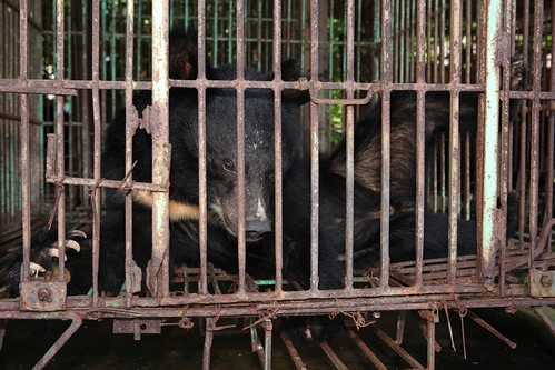 Bears languish on a bear bile farm in Vietnam's Quang Ninh province, 2014 (4)