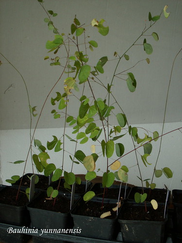 Bauhinia yunnanensis
