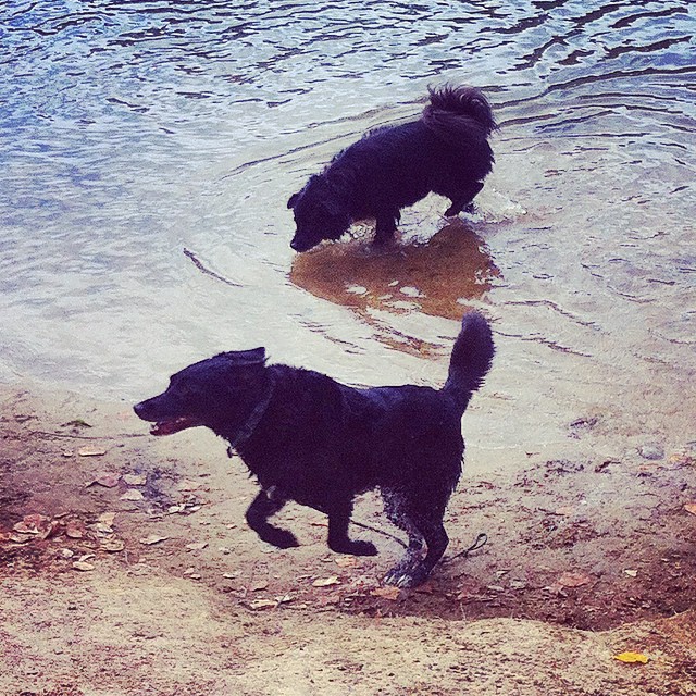 River dogs.