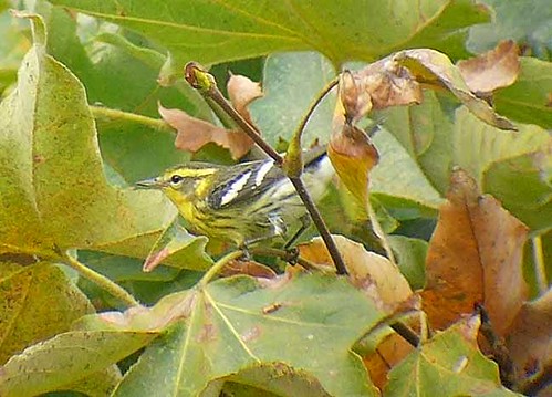 warbler fusca blackburnian setophaga ebird